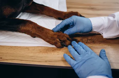 Хирургическое лечение аппендикулярной остеосаркомы у собак на основании  трех клинических случаев. Выбор метода при замещении пострезекционных  костных дефектов