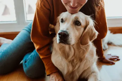 Эндогенная остеобластическая остеосаркома у собаки | Гистология