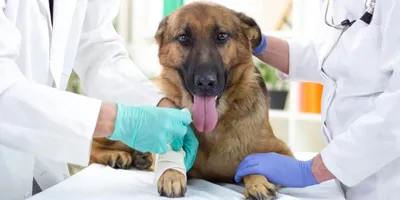 Остеосаркома у собак - «Айболит Плюс» - сеть ветеринарных клиник