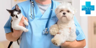 БФ «Собаки, которые любят» - Ролик, рак селенезки, остеосаркома передней  лапки