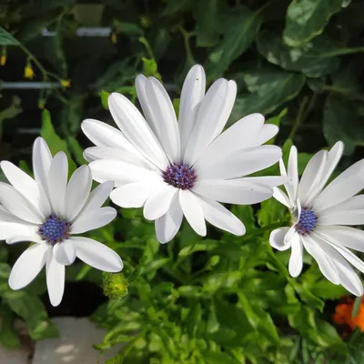 Семена цветов Остеоспермум Поиск Небо и лед 0,1 г — цена в Чебоксари,  купить в интернет-магазине, характеристики и отзывы, фото