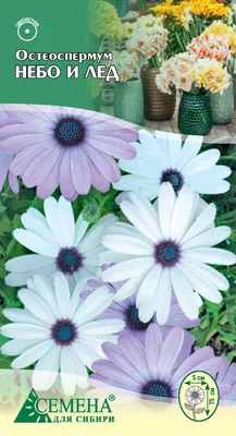 Семена цветов Остеоспермум \"Небо и Лёд\", 10 штук купить по цене 95 ₽ в  интернет-магазине KazanExpress