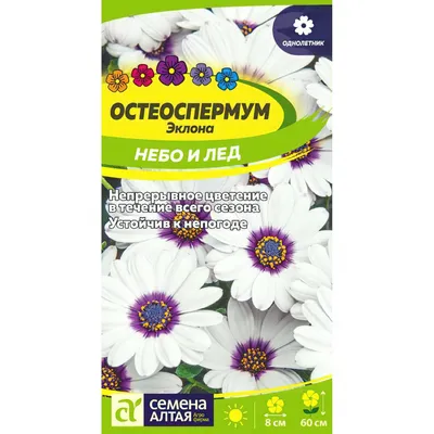 Купить Остеоспермум Небо и Лед (Семена алтая) с доставкой почтой по России
