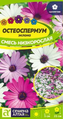 Купить Остеоспермум в Агрошоп5 • Купить по низкой цене в интернет• Скидки,  Доставка по РФ