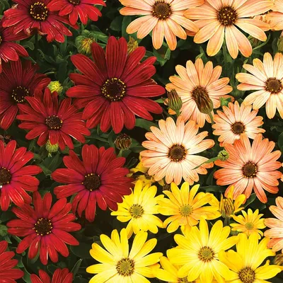 Колье из цветов из бисера. Остеоспермум: НЕБО И ЛЕД. в магазине «GOODVIBES»  на Ламбада-маркете