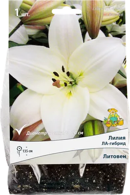 Лилия ОТ гибрид Lilium OТ \"Flavia\" : С2/3 | Сибирские газоны - Сибирские  газоны