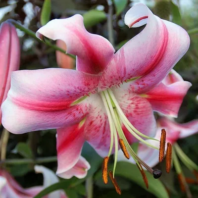 Lilium 'Zanlotriumph' — Википедия