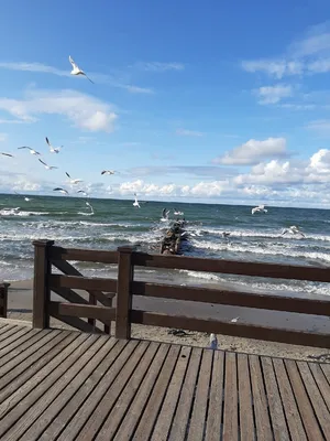 Отдых на Балтийском море. Что нужно знать туристу, приезжающему в  Калининградскую область. | Мой дом - Калининград | Дзен