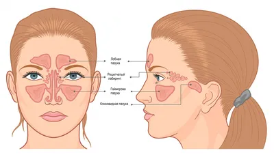 Слизистая оболочка носа: как восстановить и убрать отек?