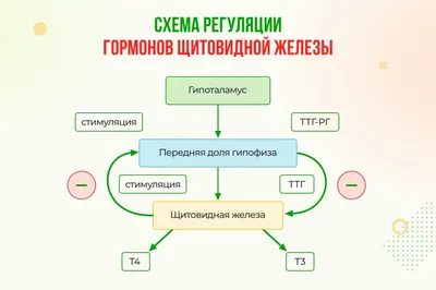 Тиреоидит Хашимото - причины, диагностика и лечение в лучших клиниках -  MedTour