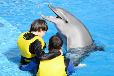Homepage – Antalya Dolphin Show Offical