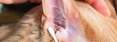 Ушной клещ у домашних кошек: признаки, диагностика и лечение