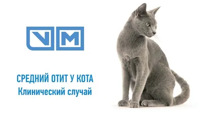 Грязные уши у кота, бесплатная консультация ветеринара - вопрос задан  пользователем djstif@yandex.ru про питомца: кошка Без породы (домашняя  кошка)