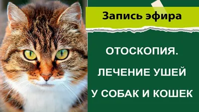 Отит у кошек, причины возникновения и способы лечения