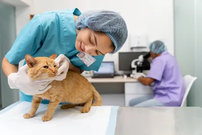 Какие паразиты бывают у кошек, виды, симптомы и лечение