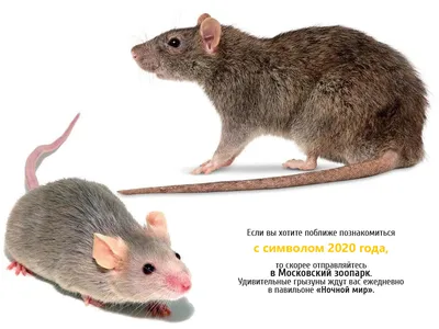 Отличие мыши от крысы фото 73 фото