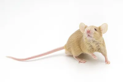 Мыши или крысы? | Аломия | Дзен