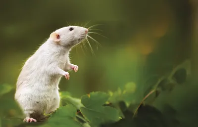 Декоративные крысы — Энциклопедия Руниверсалис
