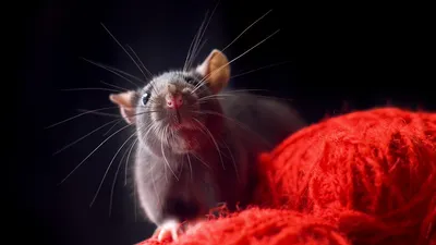 Автоматический сброс мыши ловушка слайдер ведро Крышка Тип прочные крысы  ловушки | AliExpress