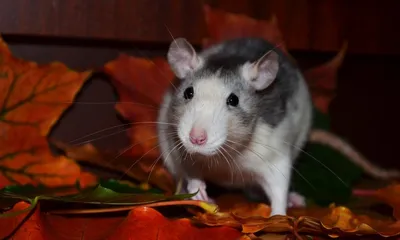Декоративная крыса - «Безумно люблю своих пушистиков, но расскажу вам и  обратную сторону жизни с крысами.» | отзывы