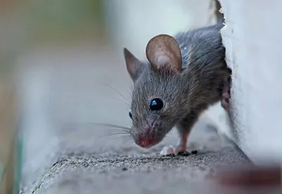 Сатиновые декоративные мыши и почему больше не держу их дома. | 24/7, 365  дней в году | Дзен