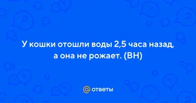 Отошли воды! Что делать, куда бежать?! | «Аист на крыше»