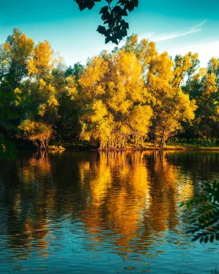 Отражение Деревьев В Воде — стоковые фотографии и другие картинки Без людей  - Без людей, Бразилия, Горизонтальный - iStock