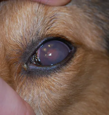 Отслоение сетчатки глаза у собак фото фото