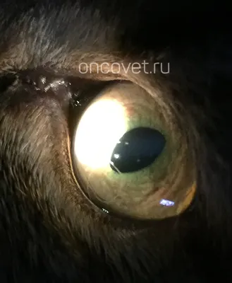 Dr. Sergey Boyarinov (@veterinary_ophthalmology) • Instagram photos and  videos