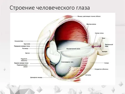 Отек макулы. Что это такое. Симптомы и лечение. | ICR