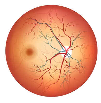 Лечение заболеваний сетчатки глаза в Санкт-Петербурге - цены в клинике  «Счастливый Взгляд»