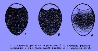 Настольный инкубатор для яиц автоматический. Купить инкубатор на 32 яйца