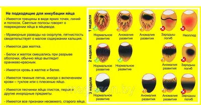 Овоскопирование куриных яиц по дням, во время инкубации с фото и видео  материалами
