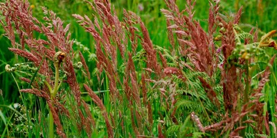 Овсяница красная: описание, использование для газона, отличие от других трав