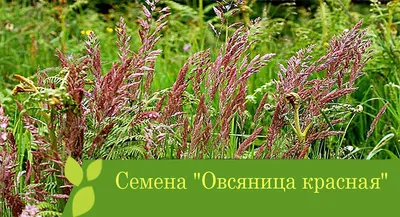 Овсяница красная: описание, использование для газона, отличие от других трав