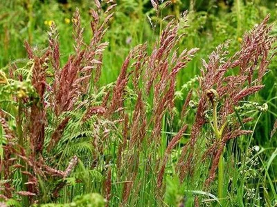 Газонная трава: овсяница красная | GardeniumPro.ru | Дзен
