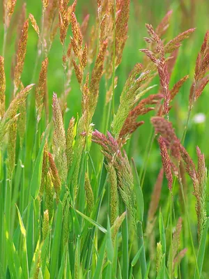 Овсяница красная (Festuca Rubra)