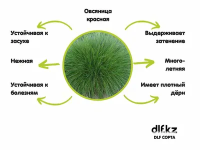 Газонные травы Агрофирма Аэлита овсяницамаксима - купить по выгодным ценам  в интернет-магазине OZON (564811101)