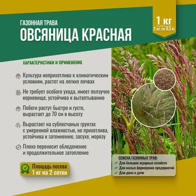 Купить семена овсяницы красной Россинант (1 кг) в интернет-магазине  Газоновком