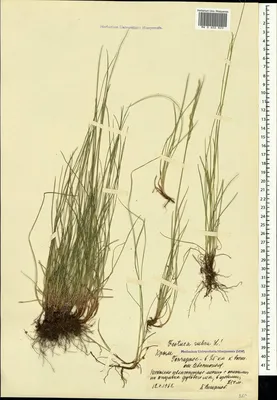 MW0548690, Festuca rubra (Овсяница красная), specimen