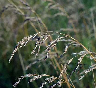 Овсяница луговая (Festuca Pratensis)