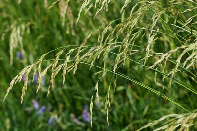 Посадите 2 вида травы, и забудьте о вымерзании газона навсегда | Блог79 |  Дзен