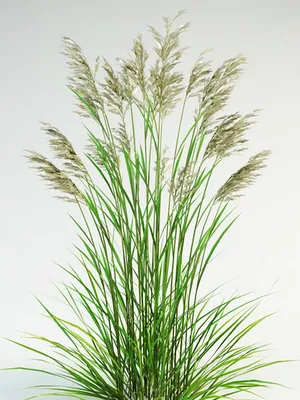 MW0249670, Festuca pratensis (Овсяница луговая), specimen