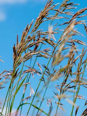 Овсяница луговая - Festuca pratensis 25 кг