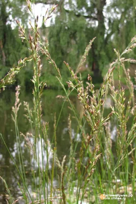 MW0602805, Festuca pratensis (Овсяница луговая), specimen