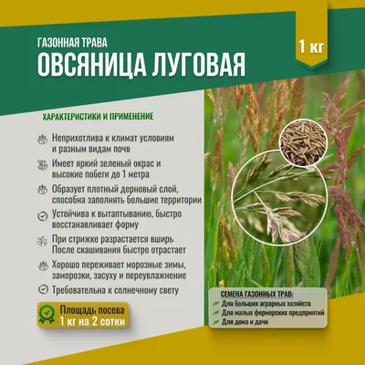 Растения Крыма::Овсяница