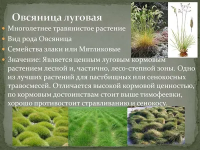 Семена \"Овсяница Луговая\", 20 г купить по цене 72 ₽ в интернет-магазине  KazanExpress