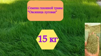 Характеристики модели Семена овсяница луговая, 1 кг/ Газон / газонная трава  / овсяница / трава для газона Агро-Рост — Газоны — Яндекс Маркет