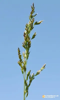 MW0548687, Festuca pratensis (Овсяница луговая), specimen