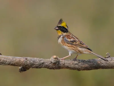Обыкновенная овсянка подробная информация | Голоса и фотографии птиц